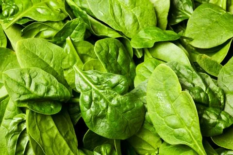 Fresh spinach Stock Photos