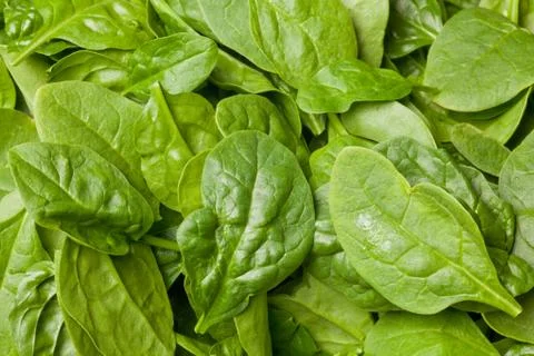 Fresh spinach Stock Photos