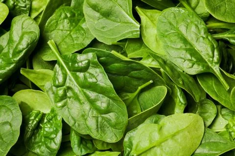 Fresh spinach Stock Photos