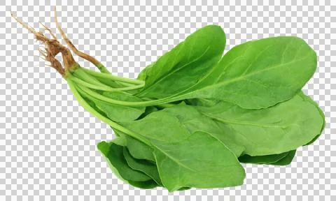 Fresh Spinach Stock Photos