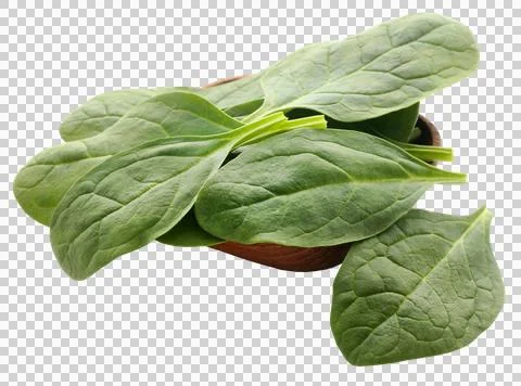 Fresh Spinach Stock Photos