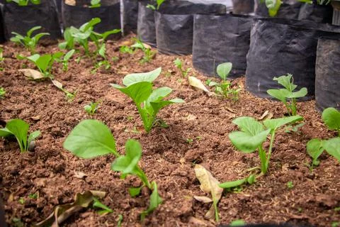 Fresh spinach vegetable field on hydroponic method Stock Photos