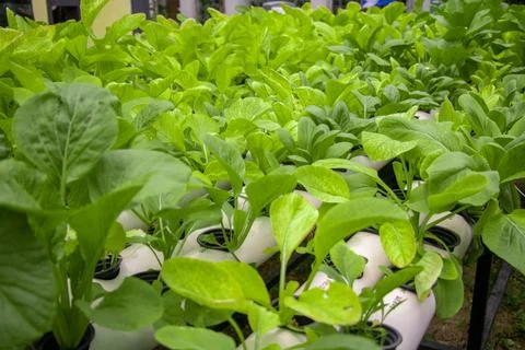 Fresh spinach vegetable field on hydroponic method Stock Photos
