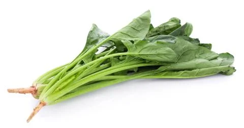 Fresh spinach on white background 写真素材
