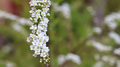 Fresh spiraea Stock Footage 50007157