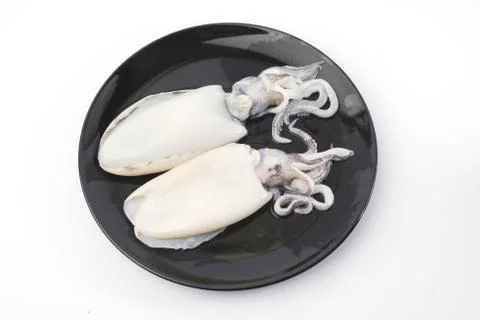 Fresh splendid squid. Stock Photos