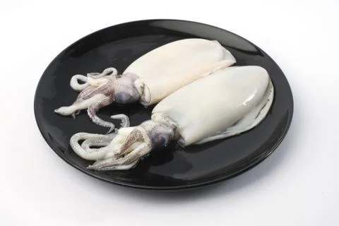Fresh splendid squid. Stock Photos