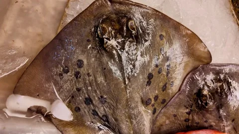 Fresh Spotted Stingrays Displayed on Ice at Phuket Seafood Market Thailand 4K 스톡 동영상 338004104