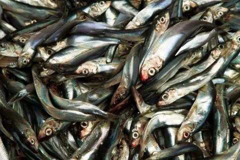 Fresh sprat Stock Photos