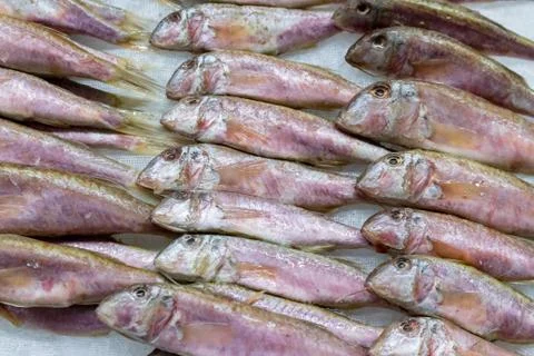 Fresh sprats 2 Stock Photos