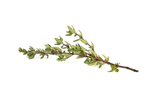 Fresh sprig of thyme on a white background. Stock Photos