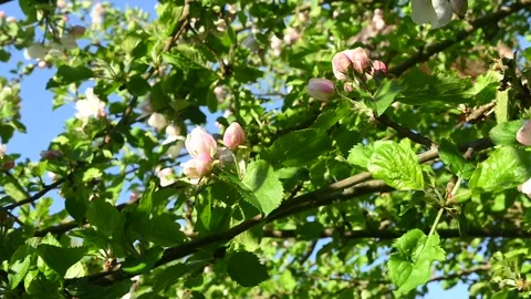 Fresh Spring Apple Blossoms Background – Soft Sunlight, Clean Nature Aesthetic Видео 334179539