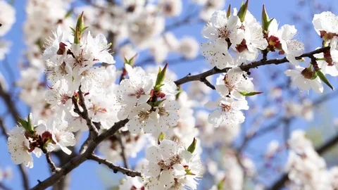 Fresh spring background Video stock 74722828