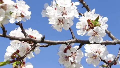 Fresh spring background Video stock 75888120