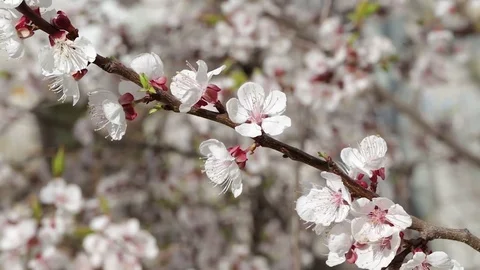 Fresh spring background Video stock 75888152