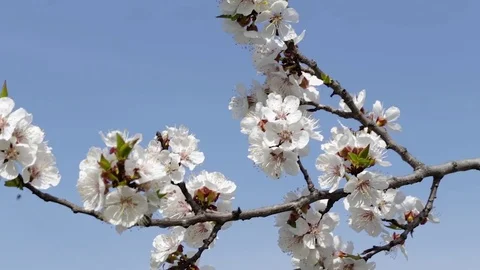 Fresh spring background Video stock 75957641
