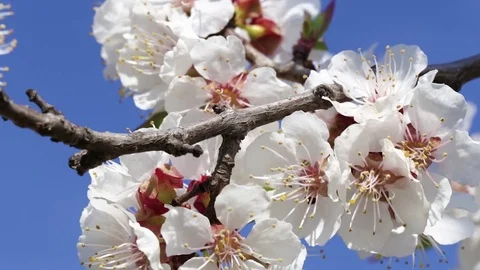 Fresh spring background Stock Footage 84564653