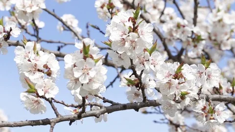 Fresh spring background Stock Footage 84564669