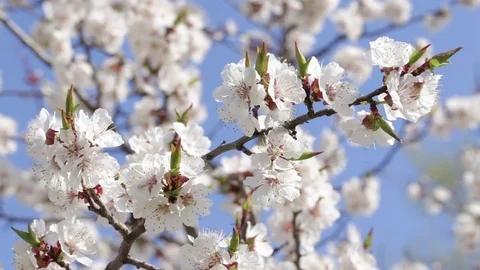 Fresh spring background Stock Footage 85349905