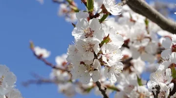 Fresh spring background Stock Footage 85636826