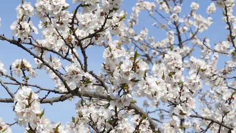 Fresh spring background Stock Footage 85636857