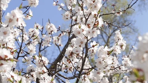 Fresh spring background Stock Footage 87129989