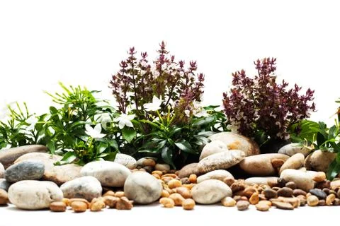 Fresh spring background on white background Stock Photos