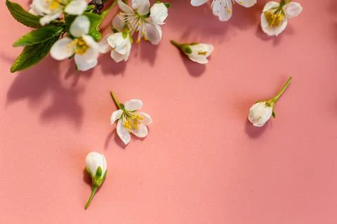 Fresh spring branch with flowers on soft pink backdrop Stock Photos