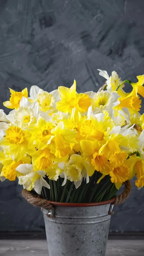 Fresh spring bright yellow daffodils flowers in metal pot on grey background. Stock Footage 312289366