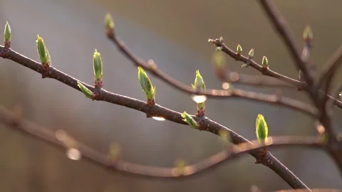 Fresh Spring Buds Sprouting and Awakening on Tree Branches in Natural Light Vídeo Stock 341917955
