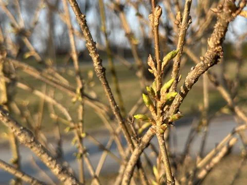 Fresh Spring Buds on Tree Branch in Park Stock Photos