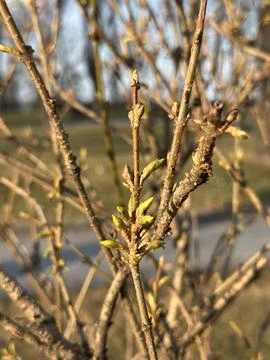 Fresh Spring Buds on Tree Branch in Park 写真素材