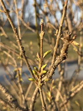 Fresh Spring Buds on Tree Branch in Park Stock Photos