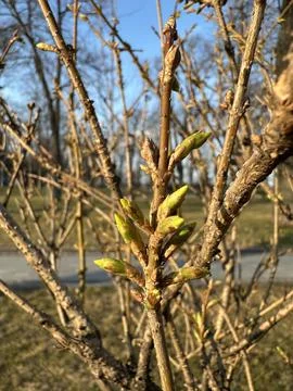 Fresh Spring Buds on Tree Branch in Park Stock Photos