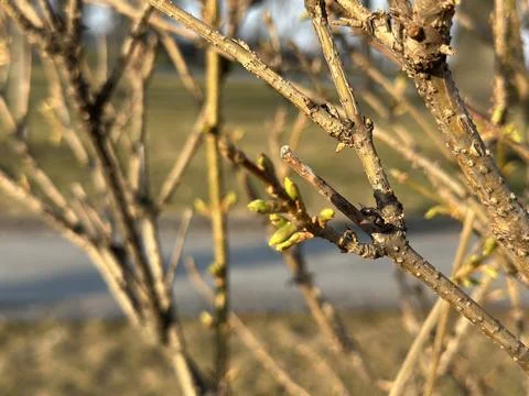 Fresh Spring Buds on Tree Branch in Park Stock-Fotos