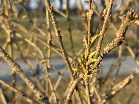 Fresh Spring Buds on Tree Branch in Park Stock Photos