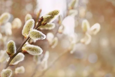 Fresh spring catkin branches Stock Photos