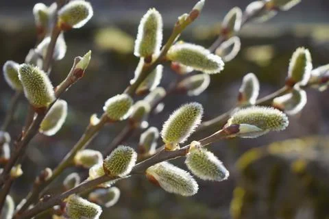 Fresh spring catkin branches Stock Photos