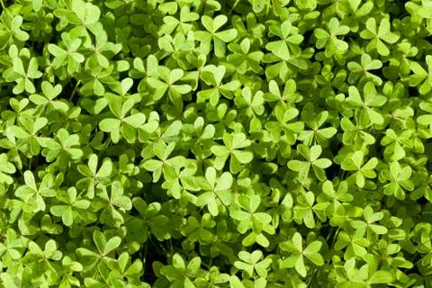 Fresh spring clover background Stock Photos
