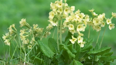 Fresh Spring Cowslip Primula veris flowers sway in the wind in green meadow Stock Footage 154271290