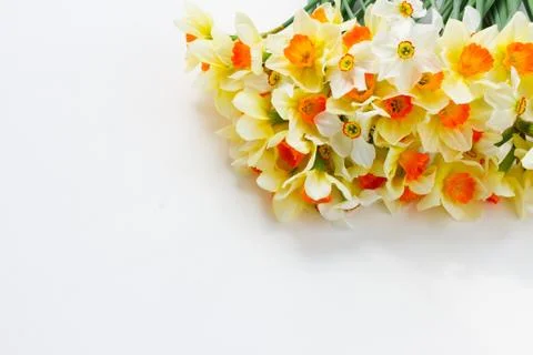 Fresh spring daffodils Stock Photos