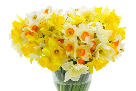 Fresh spring daffodils Stock Photos