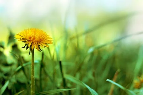 Fresh Spring Dandelion In Grass Stock Photos