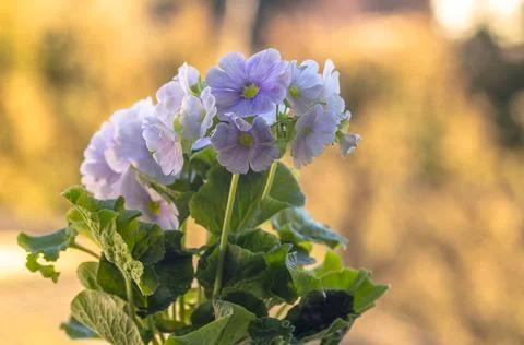 A fresh spring flower easter blossom in my season garden fresh spring flow... Fotos Stock