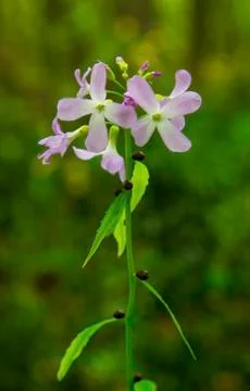 Fresh spring flower Stock Photos
