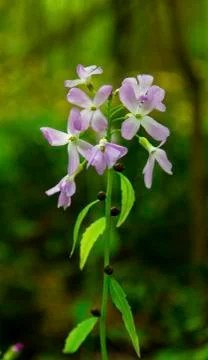 Fresh spring flower Stock Photos