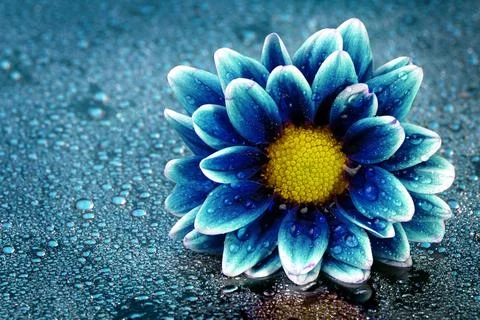 Fresh Spring Flower Stock Photos