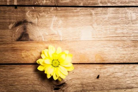 Fresh spring flower on rustic grunge wood. Stock Photos
