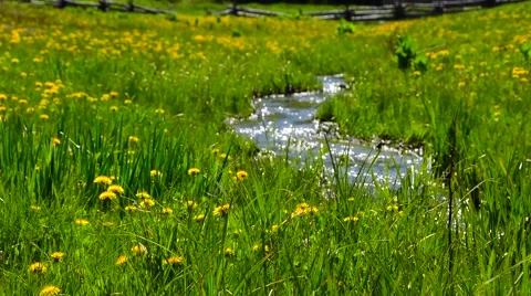Fresh Spring Flowers Cool Mountain Stream Stock Footage 50558647