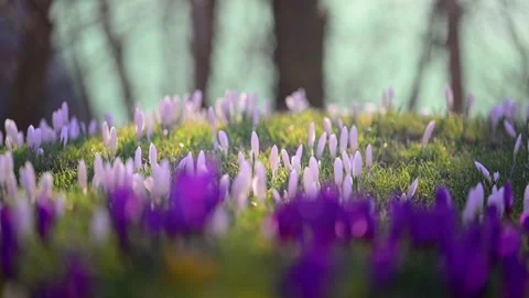 Fresh spring flowers crocus in green meadow, sunlight and calm mood, 4K slow Stock Footage 334152444